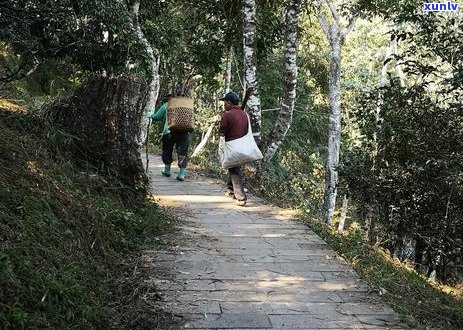 版纳印象茶叶价格，版纳印象茶王饼，版纳印象楼盘如何，《版纳印象》