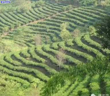 普洱茶：木茶与台地茶的区别与鉴