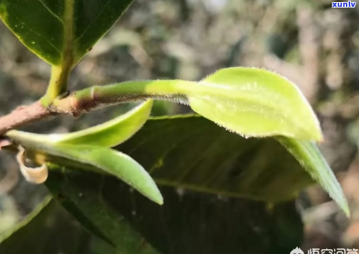 普洱茶的顶芽是什么样的