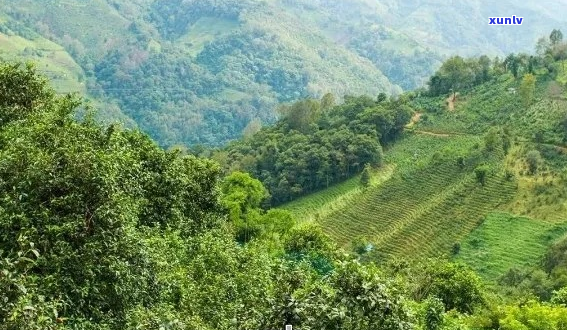 普洱茶的源头：揭秘云南普洱茶的产地与生产地