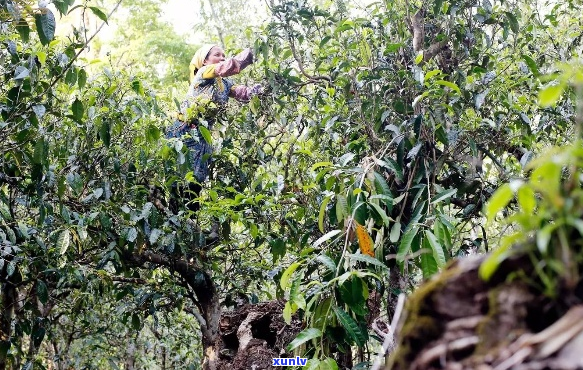 景迈茶山普洱茶全面解析