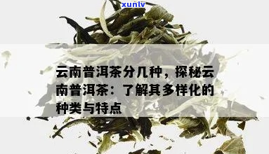 云南普洱茶的分类解析：探索其多样化的类别与风味