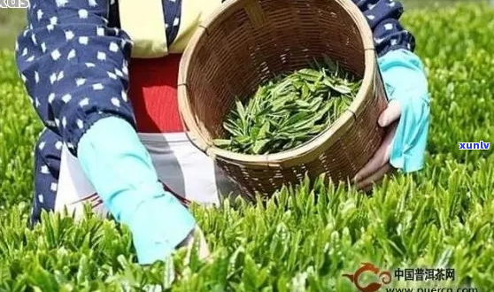 探索云南碧水潭茶的奥秘与品质：全面解析茶叶的采摘、加工与品饮指南