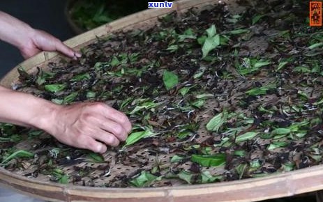 普洱茶的柔口感：品鉴传统与现代交融的独特韵味