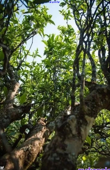 云南红古吉普洱：探索普洱茶的传奇之旅