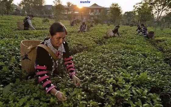 探索普洱茶之美：开曼茶园的传奇