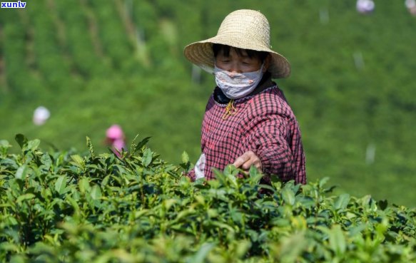 上市茶叶精选指南