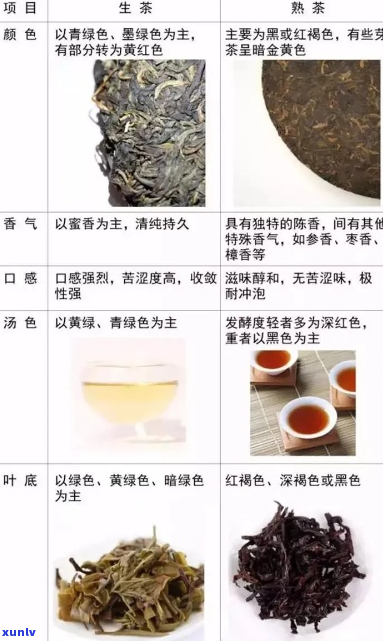 探索普洱茶的分类与特点——了解生茶与熟茶的区别