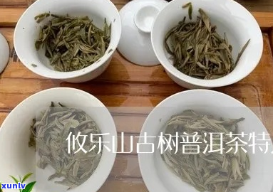 攸乐山古树普洱茶全面解析：特点、品鉴与鉴指南