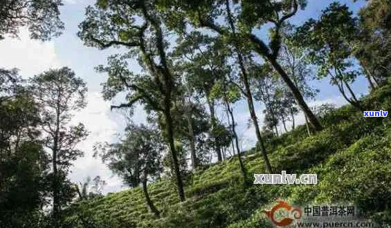 攸乐山古树普洱茶全面解析：特点、品鉴与鉴指南