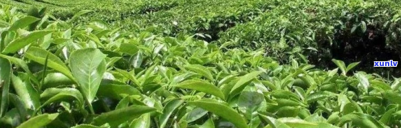 一亩茶叶种植需要多少肥料