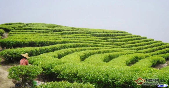 一亩茶叶种植需要多少肥料