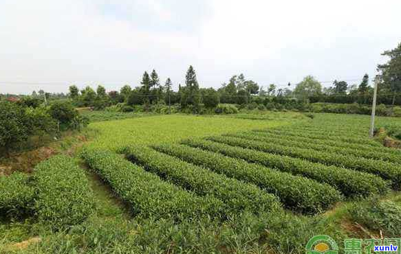 一亩茶叶种植需要多少肥料