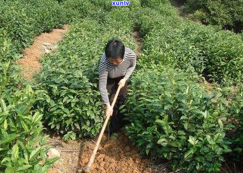 一亩茶叶种植需要多少肥料