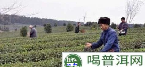 茶叶种植中一亩地的肥料使用量计算 *** 