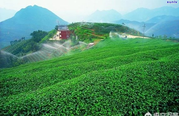 茶叶种植中一亩地的肥料使用量计算 *** 