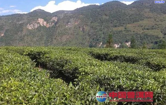 茶叶种植中一亩地的肥料使用量计算 *** 