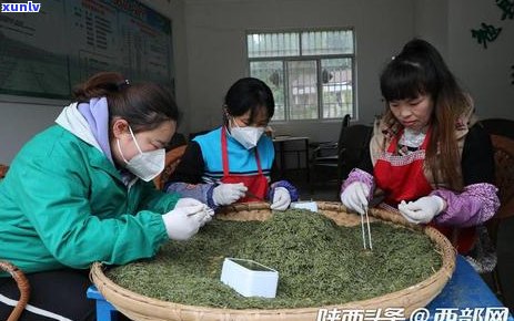 一亩茶叶需要多少肥料