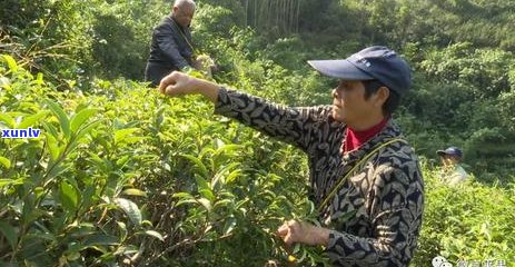 一亩茶叶需要多少肥料