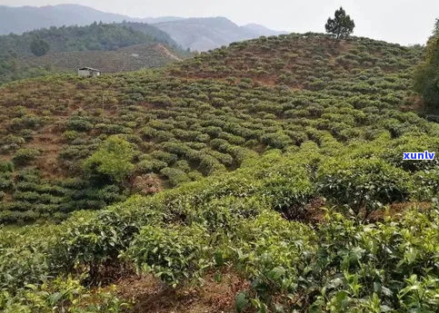 普洱茶其它山头是什么茶类