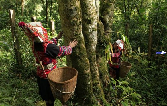 探索普洱茶山头：揭秘中国六大茶山的顶级普洱珍品