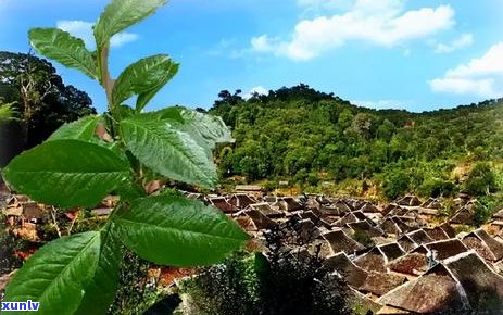 普洱茶其它山头是什么茶