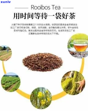 非洲茶对健的好处：功效、益处与应用