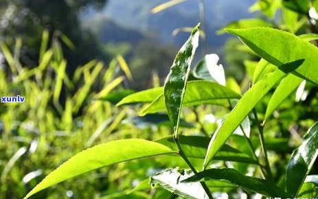 2019年冰岛老寨红茶价格趋势分析