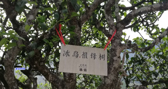 老树茶之冰岛 - 探寻云南珍稀茶品之旅