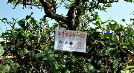 2021年冰岛老寨茶王树价格是多少，冰岛老寨茶王树拍卖，冰岛茶王树今年价格