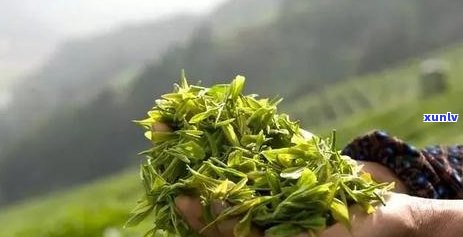 普洱茶传统制茶工艺：杀青与搓揉技巧详解