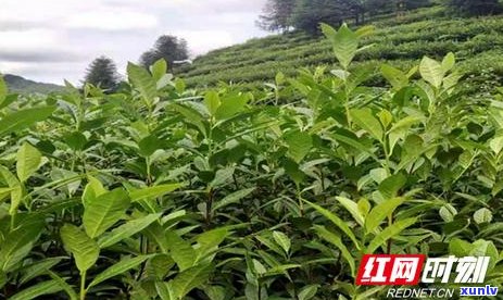 冰岛老树茶厂：探索自然精华，体验传统制茶艺术