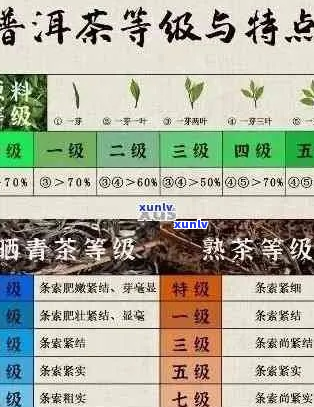 普洱茶鉴指南：全面了解不同类型、产地及年份普洱茶的特点与区分