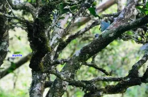 古树普洱茶：木的香韵与岁月的沉淀