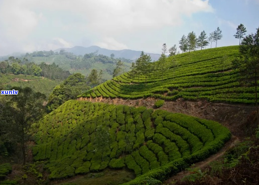 福建普洱茶的产地与特点