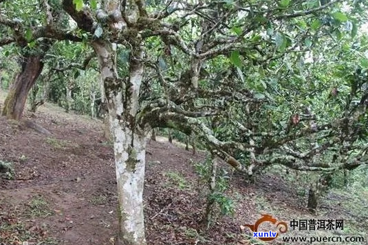 福建普洱茶的产地与特点