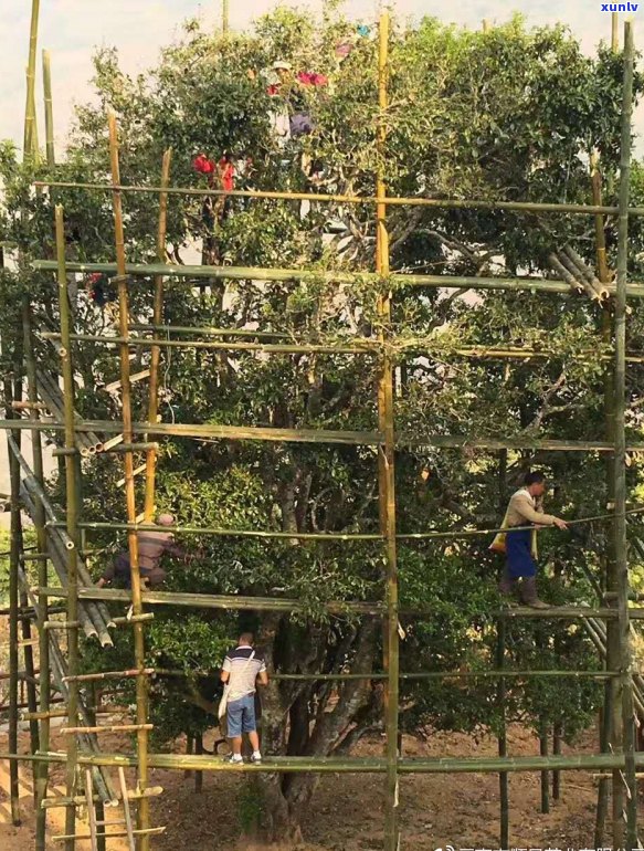 探索普洱茶的故乡：普洱邦崴茶山一日游全攻略