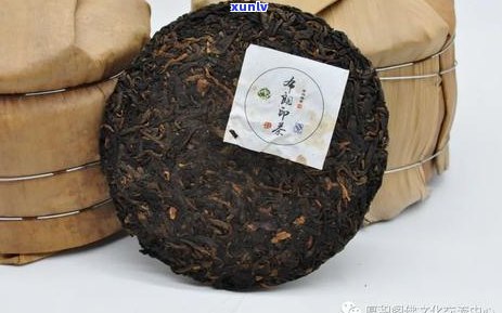 樟香普洱茶：揭秘其独特香气的形成之谜