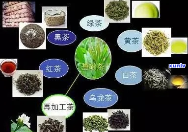 茶叶的绿色之谜：揭秘绿茶、红茶、白茶、乌龙茶及其他种类