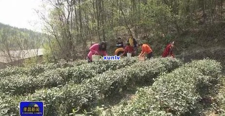 茶叶点燃的潜在安全风险及防护措