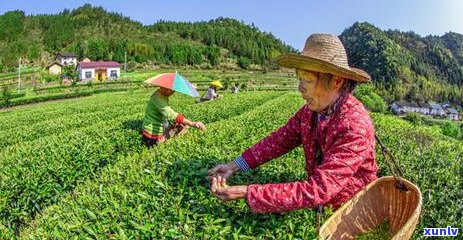 茶叶点燃的潜在安全风险及防护措