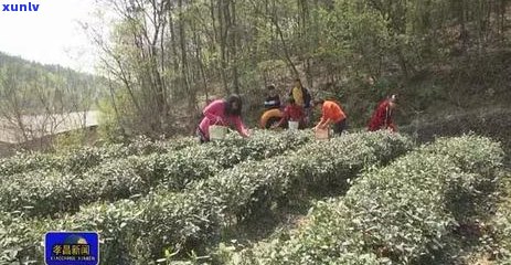 茶叶点燃的潜在安全风险及防护措