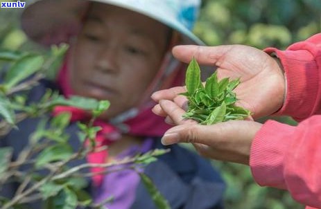 普洱茶价格一览：光芒山系列茶品价格查询