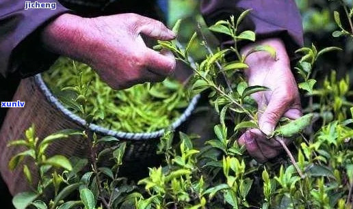 卖普洱茶绿茶赚钱吗是真的吗