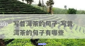 介绍普洱茶的句子