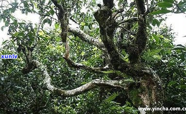 漭水古树茶生茶多钱