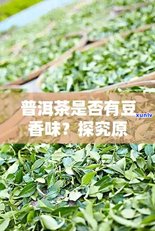 普洱茶的豆香是怎么来的