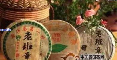 探索普洱茶：大益普洱与老班章茶品比较