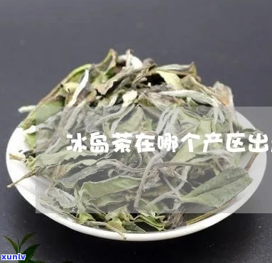 冰岛茶哪年开始生产