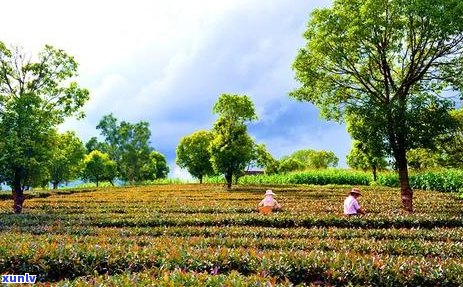 岁月静好喝普洱茶